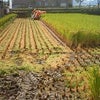 稲刈りの画像