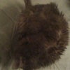 ★プロレス★の画像