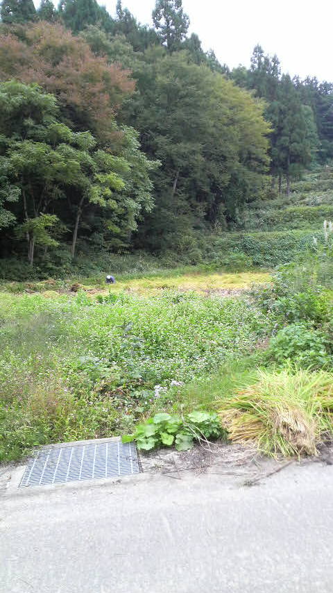 稲刈り