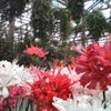 神戸「花鳥園」にいってきました。の画像