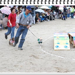 画像 【わんわん運動会！！ｉｎ２００８】Part２♪ の記事より 10つ目
