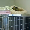 今日のにゃんこ。の画像