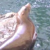 城崎マリンワールド☆④の画像