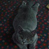 猫の画像