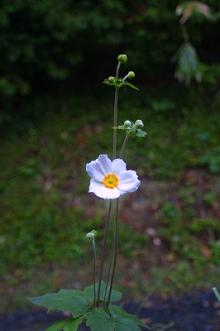 シュウメイ菊