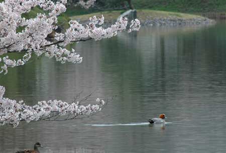 oosawa2