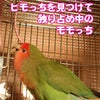 ピンクのヒモっちの画像