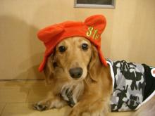 帽子犬