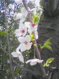 葉桜