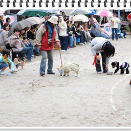 画像 【わんわん運動会！！ｉｎ２００８】Part２♪ の記事より 36つ目