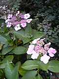 tatton6