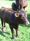 tatton3