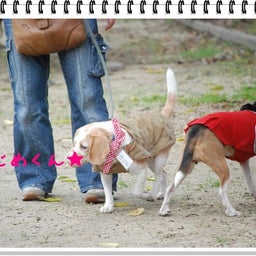 画像 【わんわん運動会！！ｉｎ２００８】part１♪ の記事より 40つ目