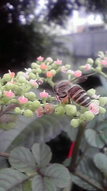 2008071112300000.jpg
