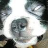 HAPPY NEW YEAR 2009★の画像