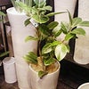 花器から選ぶお花屋さん、FUGAの画像