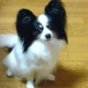 愛犬ルナの大好物の画像