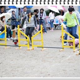 画像 【わんわん運動会ｉｎ２００８！！】Part3♪ の記事より 42つ目