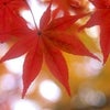 あるがままの画像
