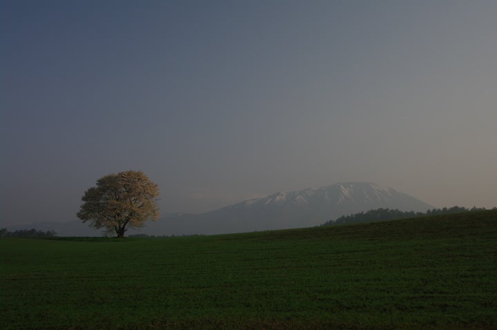 １本桜