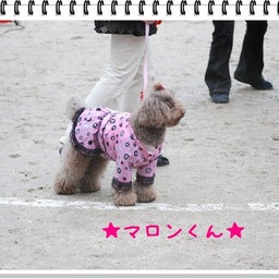 画像 【わんわん運動会！！ｉｎ２００８】part１♪ の記事より 26つ目