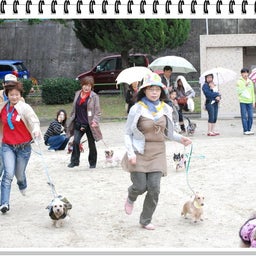画像 【わんわん運動会！！ｉｎ２００８】Part２♪ の記事より 40つ目