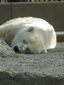 zzz