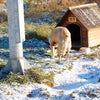 そのとき“フク”は・・・の画像