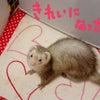 もふもふ♪ふわふわ♪の画像