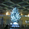 水族館にもX'mas がの画像