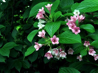 hana7