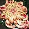 菊の花をもう一度の画像