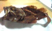 kasago