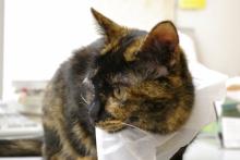 えりまきねこ