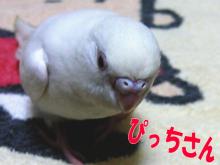 ぴっちさん