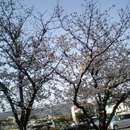 画像 お花見 の記事より 1つ目