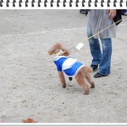 画像 【わんわん運動会ｉｎ２００８！！】Part3♪ の記事より 3つ目