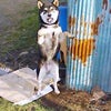 起きてみたヶﾄﾞｰの画像