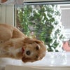 雪が降りました。の画像
