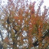 ちっちゃい紅葉*.・★の画像