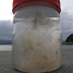 木質バイオマス日誌-瓶入りカミクラゲ