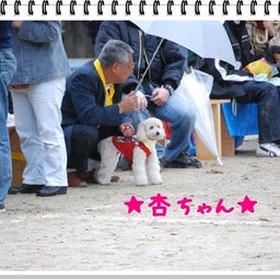 画像 【わんわん運動会！！ｉｎ２００８】part１♪ の記事より 46つ目