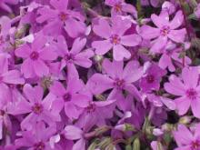 こんな花