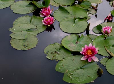 hasu