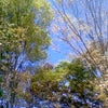 紅葉の画像