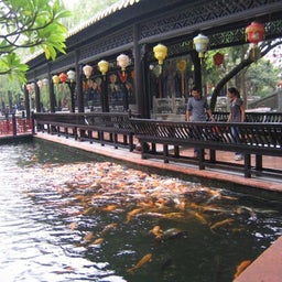 錦鯉池