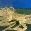 かにの画像