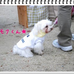 画像 【わんわん運動会！！ｉｎ２００８】part１♪ の記事より 54つ目