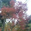 紅葉・・・もみじの画像