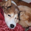 犬と共に～まったり＆ゆったりの画像